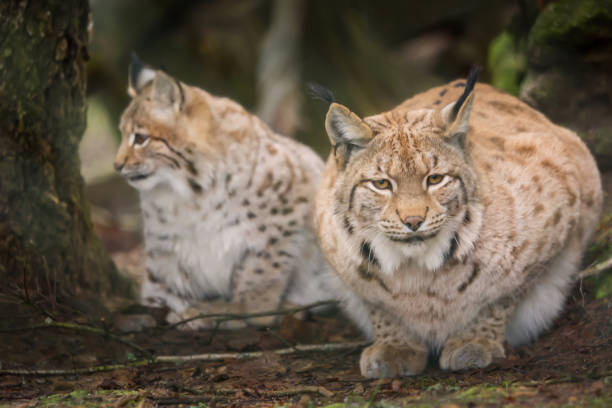 istock Two lynxes are waiting tensely in the forest 1040364130