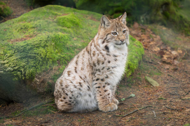 istock A lynx is waiting tensely in the forest 1040364216
