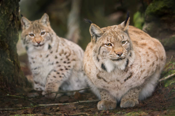 istock Two lynxes are waiting tensely in the forest 1040364218