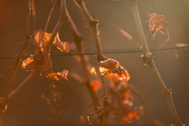 Closeup landscape shot of the last few leaves clinging to bare grape vines in the winter sunlight, in a small vineyard located in the wine region of Stanthorpe, Queensland, Australia.