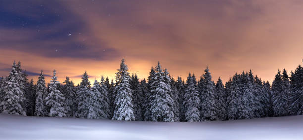 cielo notturno sopra la foresta invernale - pine sunset night sunlight foto e immagini stock