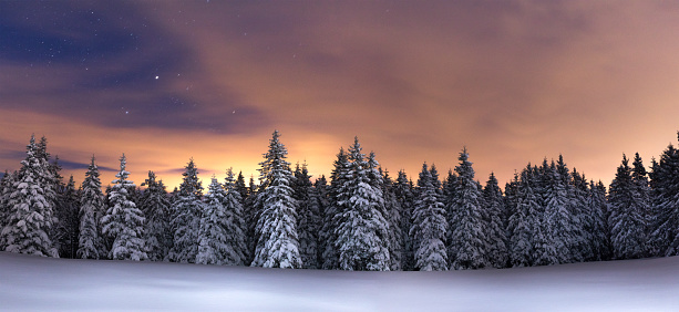 Snowcapped trees under the beautiful night sky.