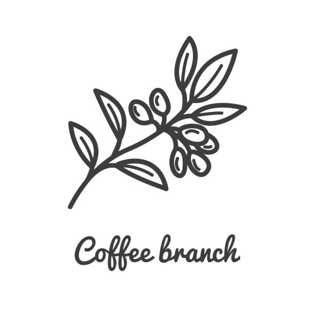 bildbanksillustrationer, clip art samt tecknat material och ikoner med kaffe filial ikonen. kaffe växt. gren av kaffe-ikonen i linje stil design. vektorillustration. - coffe branch with beans