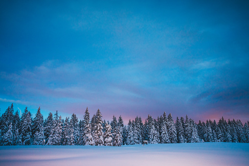 Winter landscape with pine trees.