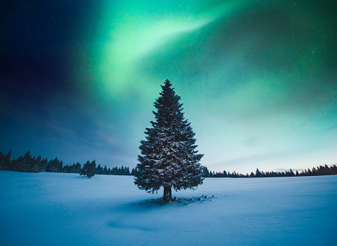 Snowcapped tree under the beautiful night sky with colorful aurora borealis.
