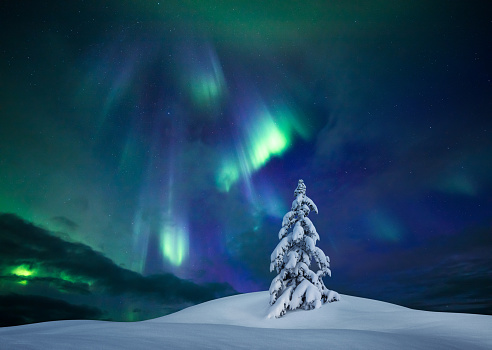 Snowcapped tree under the beautiful night sky with colorful aurora borealis.