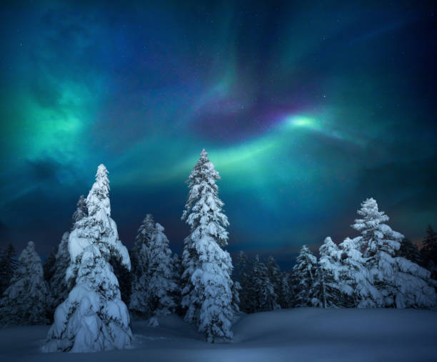 Winter Night Snowcapped trees under the beautiful night sky with colorful aurora borealis. geomagnetic storm photos stock pictures, royalty-free photos & images