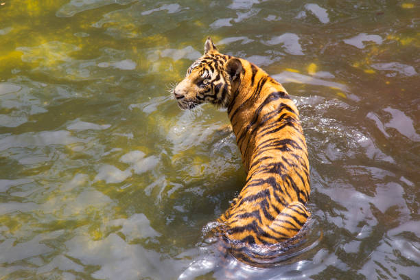 istock Bengal Tiger in the water 1040375366