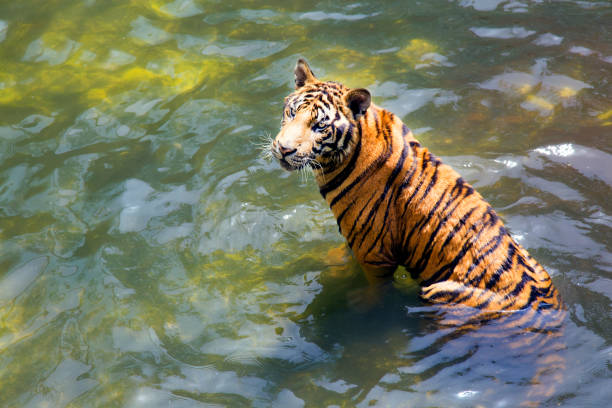 istock Bengal Tiger in the water 1040375438