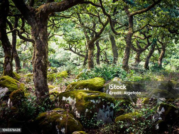 Cork Oaks In The Andalusian Countryside Bosque De La Nieblaparque De Los Alcornocales Algeciras Andalusia Spain Europe Stock Photo - Download Image Now