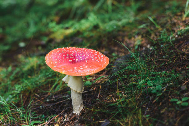istock wild mushroom in the forest 1040385462