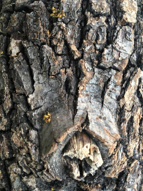 istock Wood tree bark, timber skin 1040386196