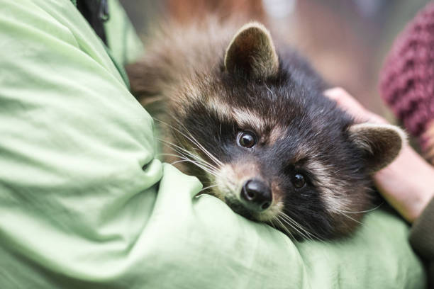istock raccoon on the hands 1040386280