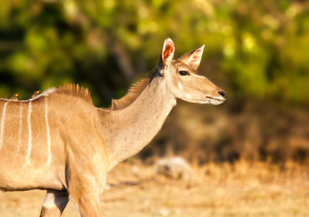 Chobe National Park, Botswana.