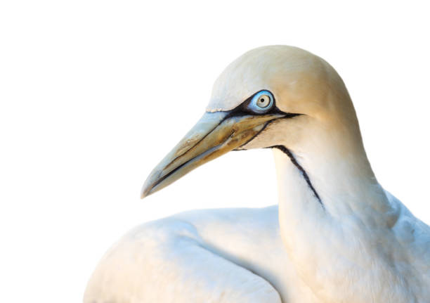 istock Portrait of a Cape Gannet 1040391100