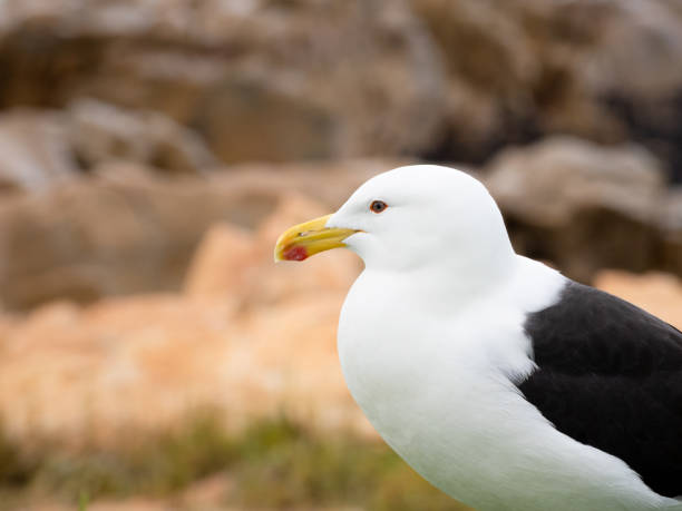 istock Portrait of a Kelp Gull 1040391602