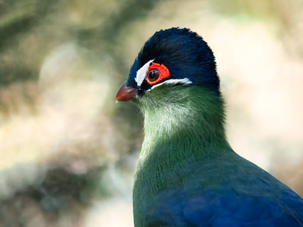 istock Portrait of a Hartlaub's Turaco 1040391662