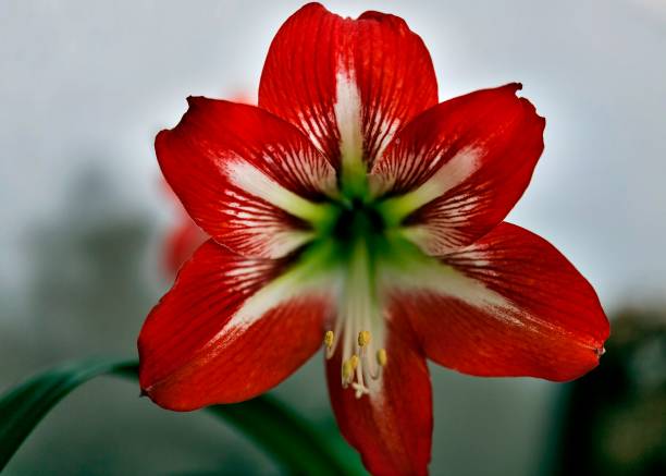 istock large beautiful bright red flower Hippeastrum, macro, narrow focus area 1040391776