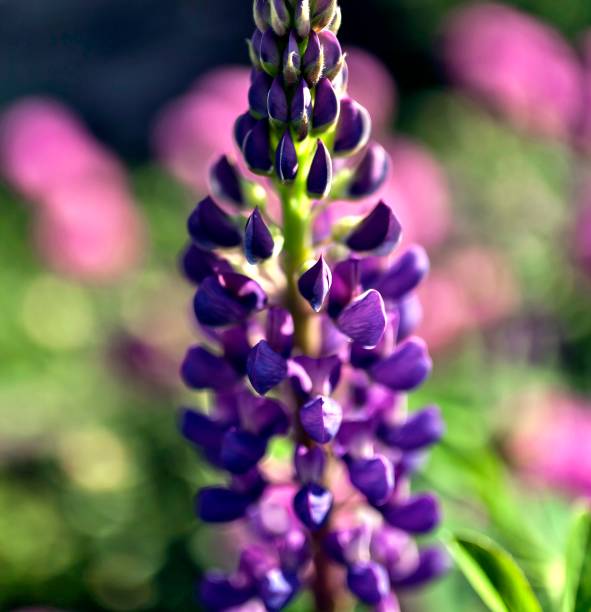 istock bright purple Lupin lit by morning sun 1040391804