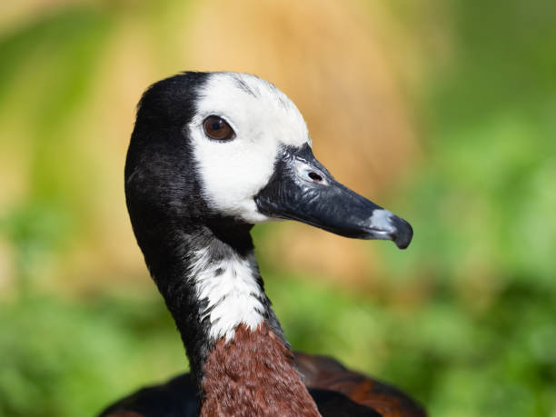 istock Portrait of a White-faced Whistling Duck 1040391876