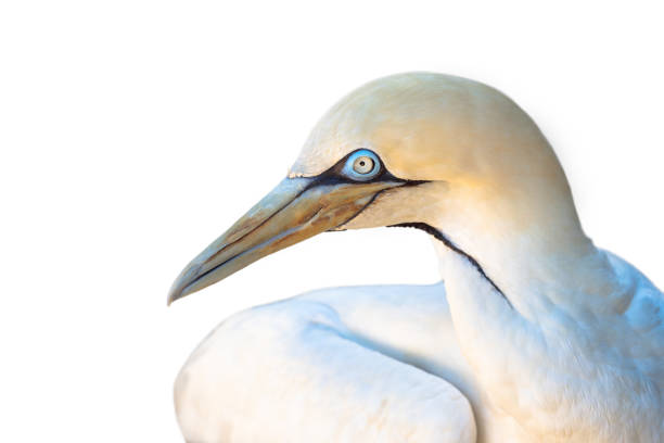 istock Portrait of a Cape Gannet 1040394432