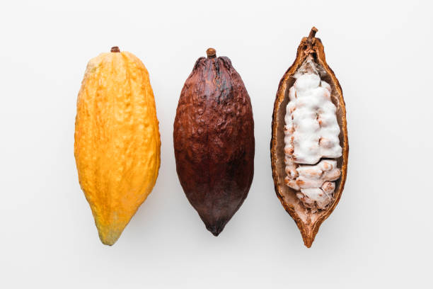 cocoa pod - pod imagens e fotografias de stock