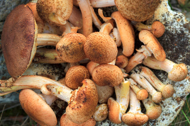istock Mushrooms are honey agaric. Backgrounds 1040399736