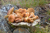 Mushrooms are honey agaric
