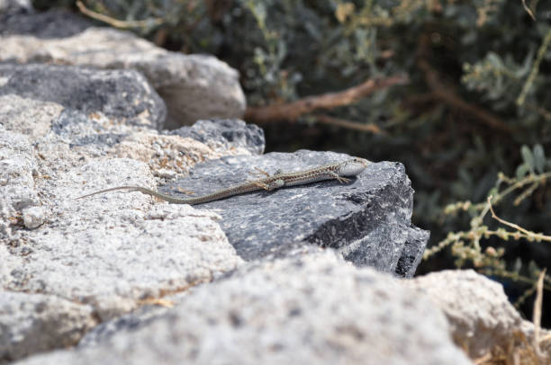istock Lizard on a stone heated in the sun. 1040400724