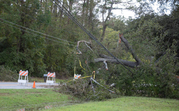 istock Huge tree down across power lines in North Carolina after Hurricane Florence 1040403444