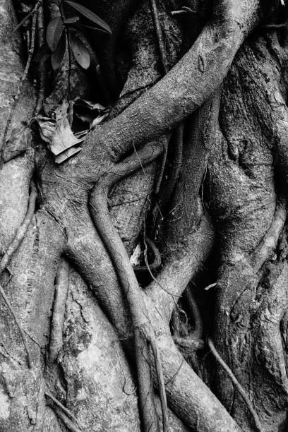istock Banyan tree and banyan roots background. Jungle in black and white 1040404246