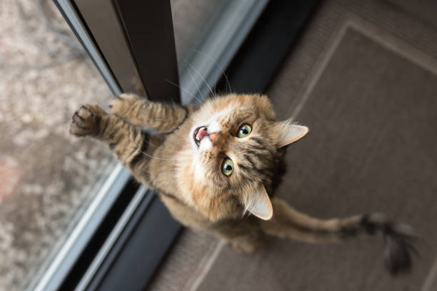 istock Impatient cat asking to go outdoors 1040404998