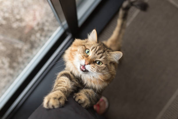 gatto impaziente che chiede cibo - miagolare foto e immagini stock