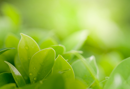 Close up beautiful view of natural green leaves on greenery blurred background and sunlight in public garden park which it have copy space and use for freshness texture backdrop wallpaper.