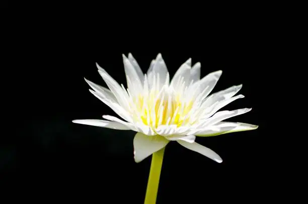 A beautiful white lotus flower in the darkness