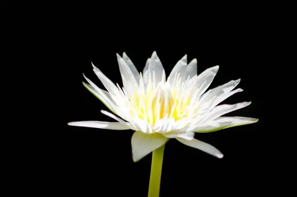 A beautiful white lotus flower , blighting in the darkness