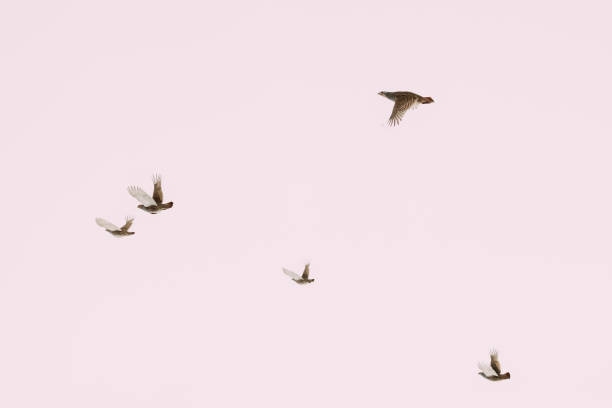 istock Belarus. Wild Perdix Birds Or True Partridges Flying In Winter Sky 1040411684