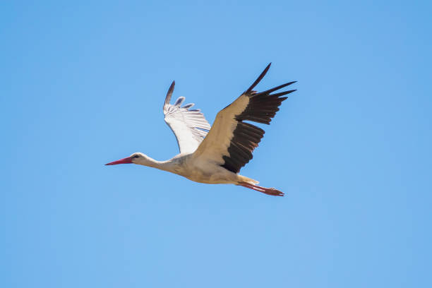 istock European White Stork Flies In Blue Sky 1040411722