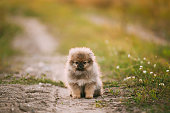 junge-wei%C3%9Fe-h%C3%BCndchen-pomeranian-spitz-welpen-sitzen-im-freien-in-sandy-landschaft-stra%C3%9Fe.jpg?b=1&s=170x170&k=20&c=_jvUUIOJTDp0uFUEZHI5izh9QWcaLhb34rrjTK9DQ20=