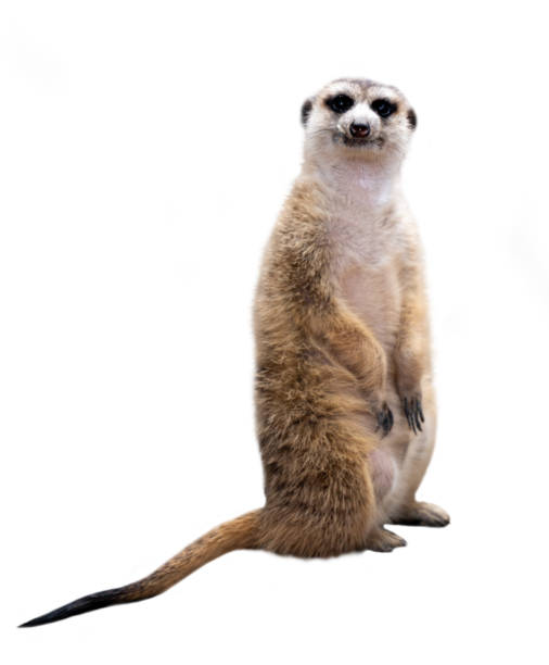 meerkat (suricata suricatta) isoliert auf weißem hintergrund - erdmännchen stock-fotos und bilder