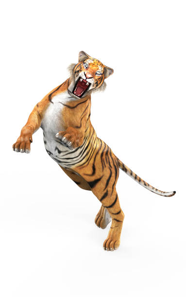 istock Dangerous Bengal TigerIsolated on White Background with Clipping Path. 1040426116