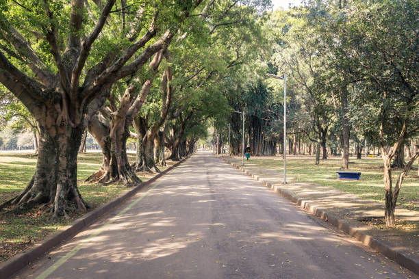 istock A front view of road in the park with peaceful concept 1040426436