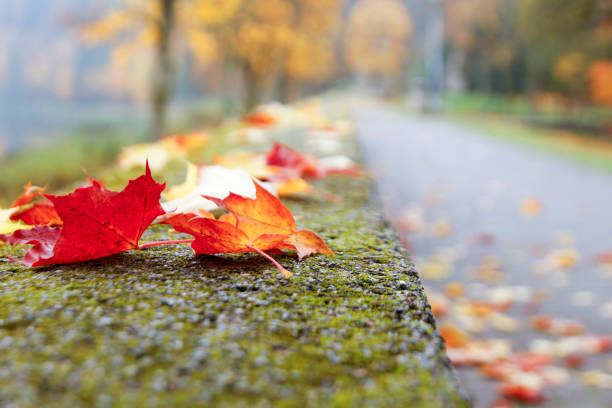the season is autumn. Maple leaves. leaves on the masonry fence. Around just yellow; photographed in Lithuania. The city is Birstonas. Leaves on the fence