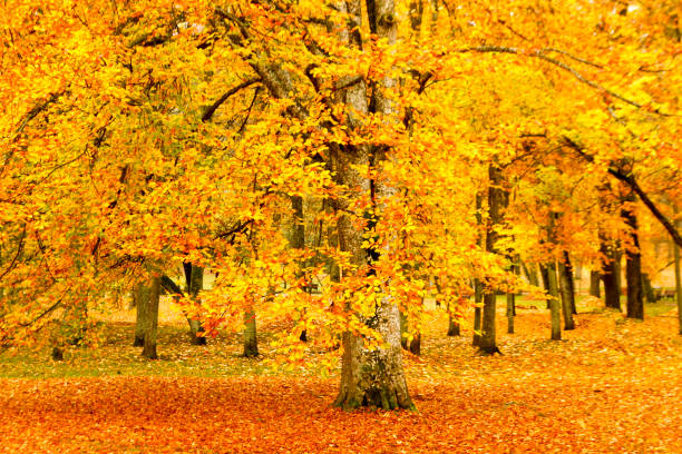 istock a large yellow tree in the park 1040426642