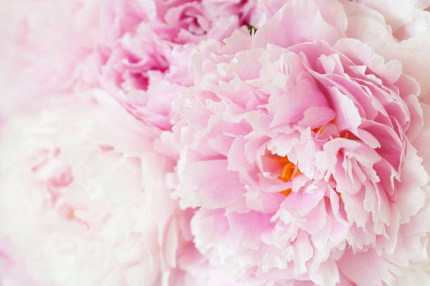 istock beautiful pink peony flower background 1040433022