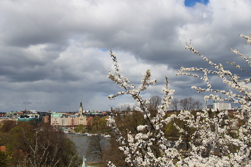 cherry blossoms and a view of the Stockholm