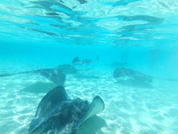istock Stingrays swimming in the Bahamas 1040440194