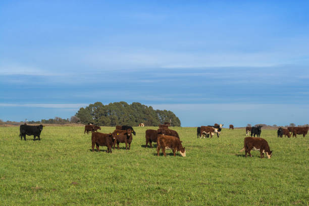 istock Cow in its habita 1040440424