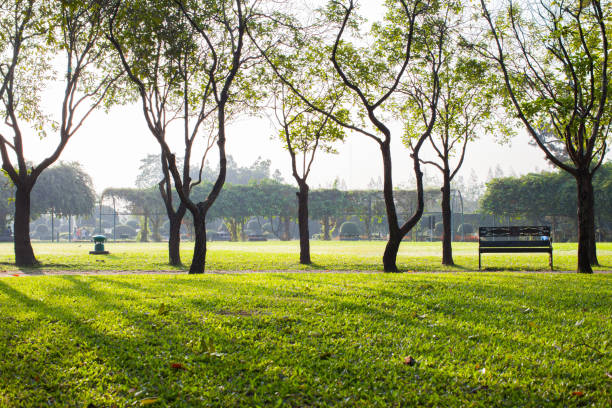 istock Green grass in park under tree at sunshine morning time 1040444028