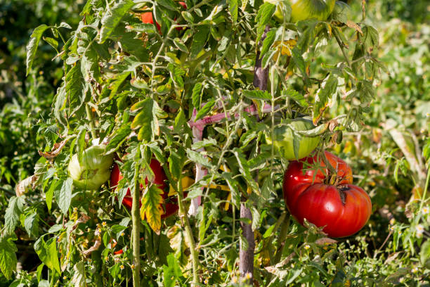 istock A large red tomato Matures in the garden on a bed. 1040446382